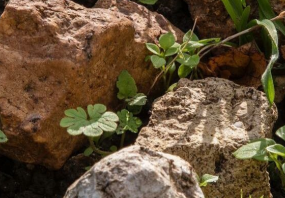 «Минеральность» в вине. Что это?