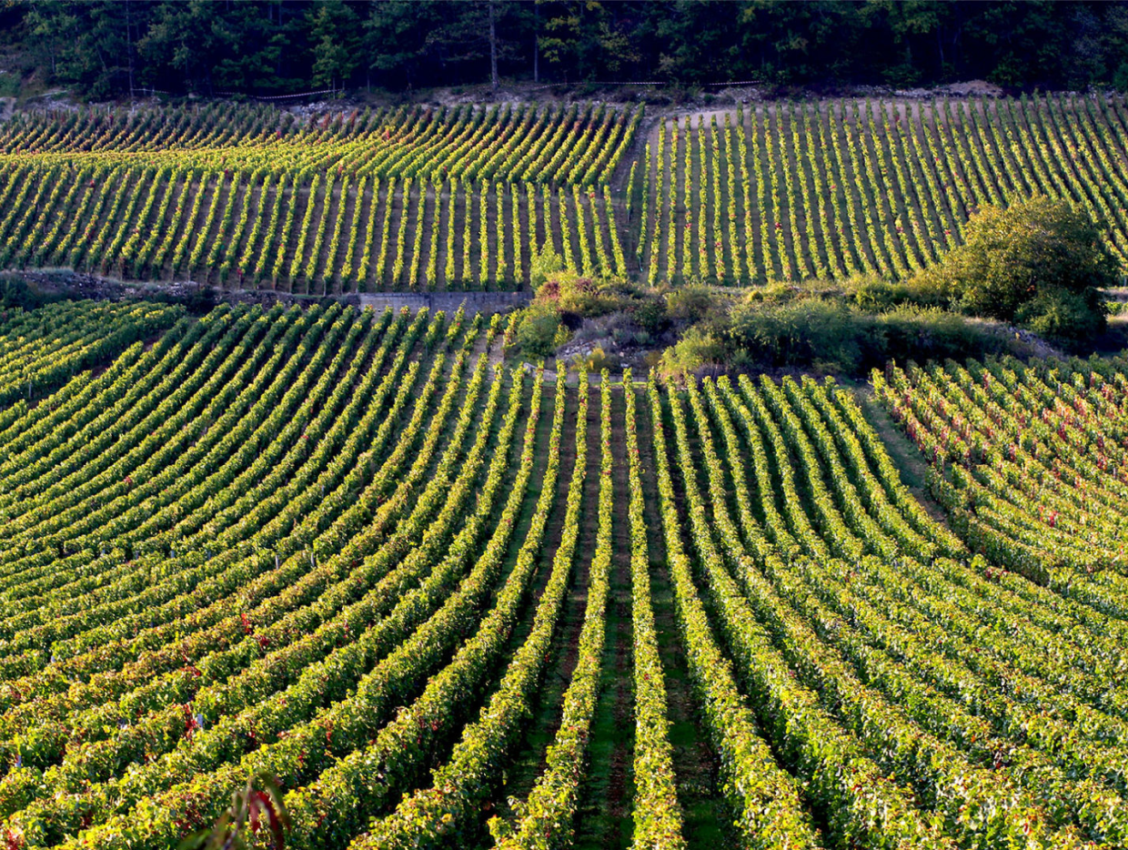 Винный клуб «Bourgogne*»