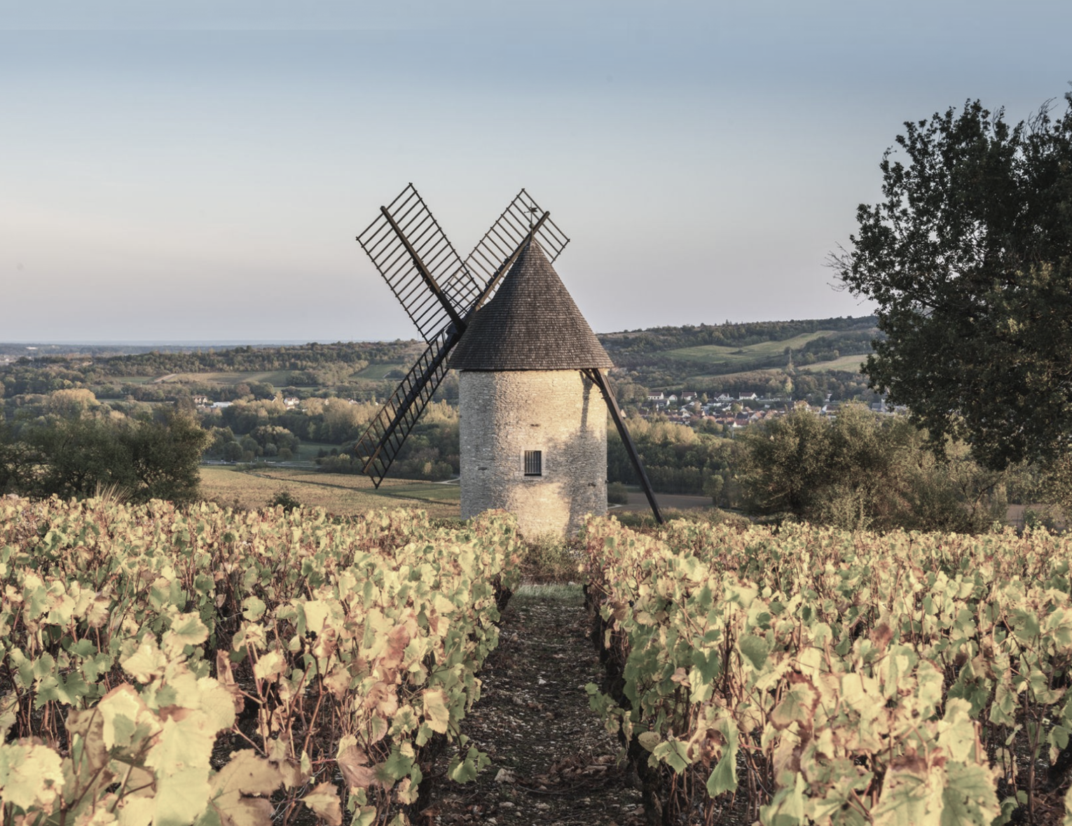 Винный клуб «Божоле — революция свершается сейчас» | 17.04.25 | Сочи