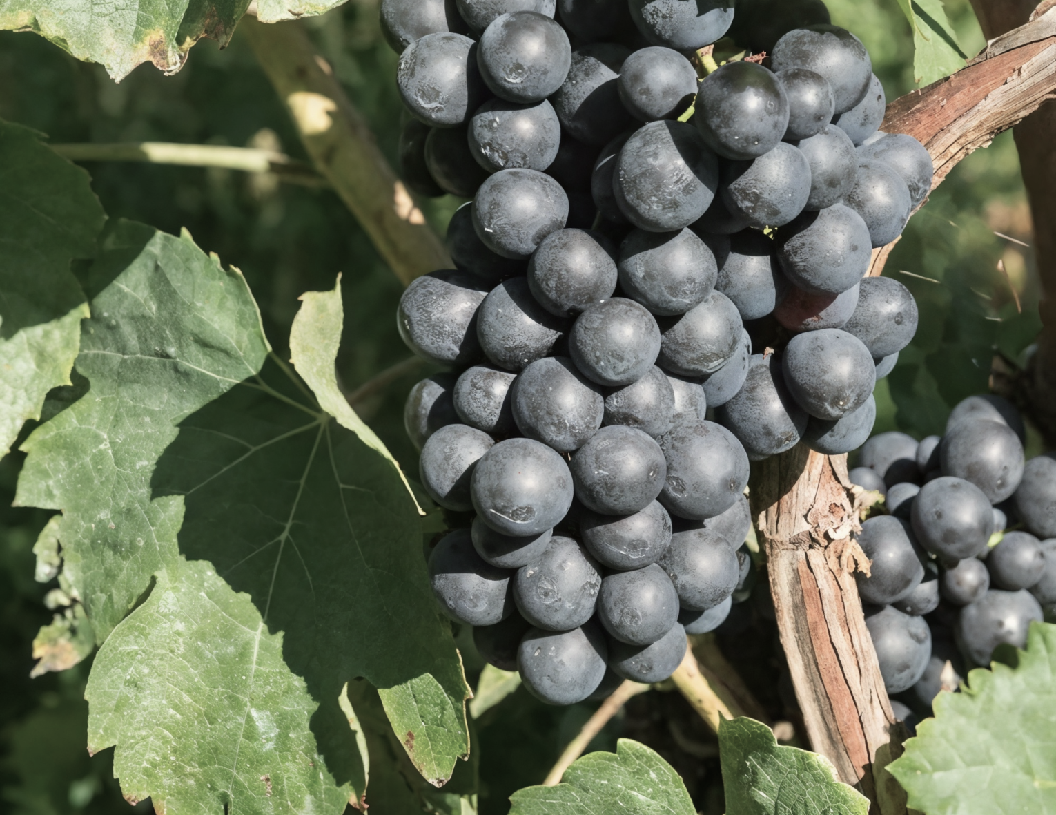 Винный клуб «Гаме нашего времени» | 23.05.25 | Москва