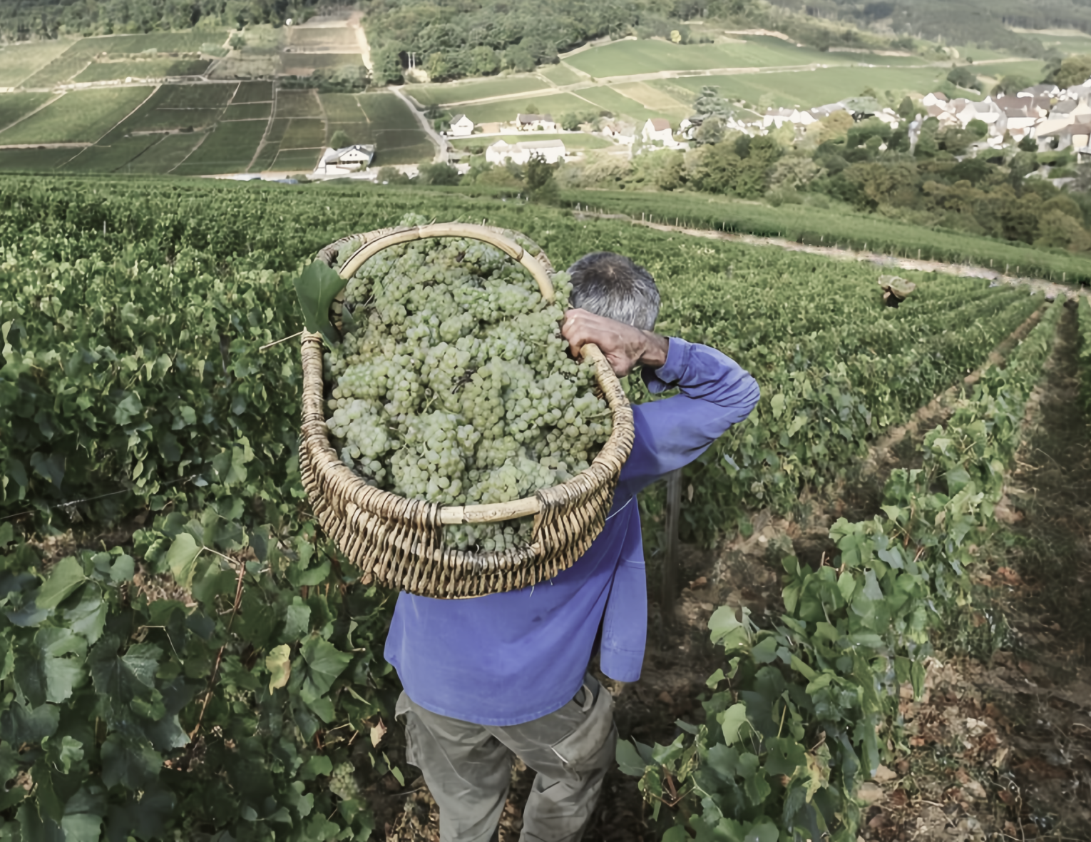 Винный клуб «Белая Бургундия: взгляд в будущее» | 29.05.25 | Москва