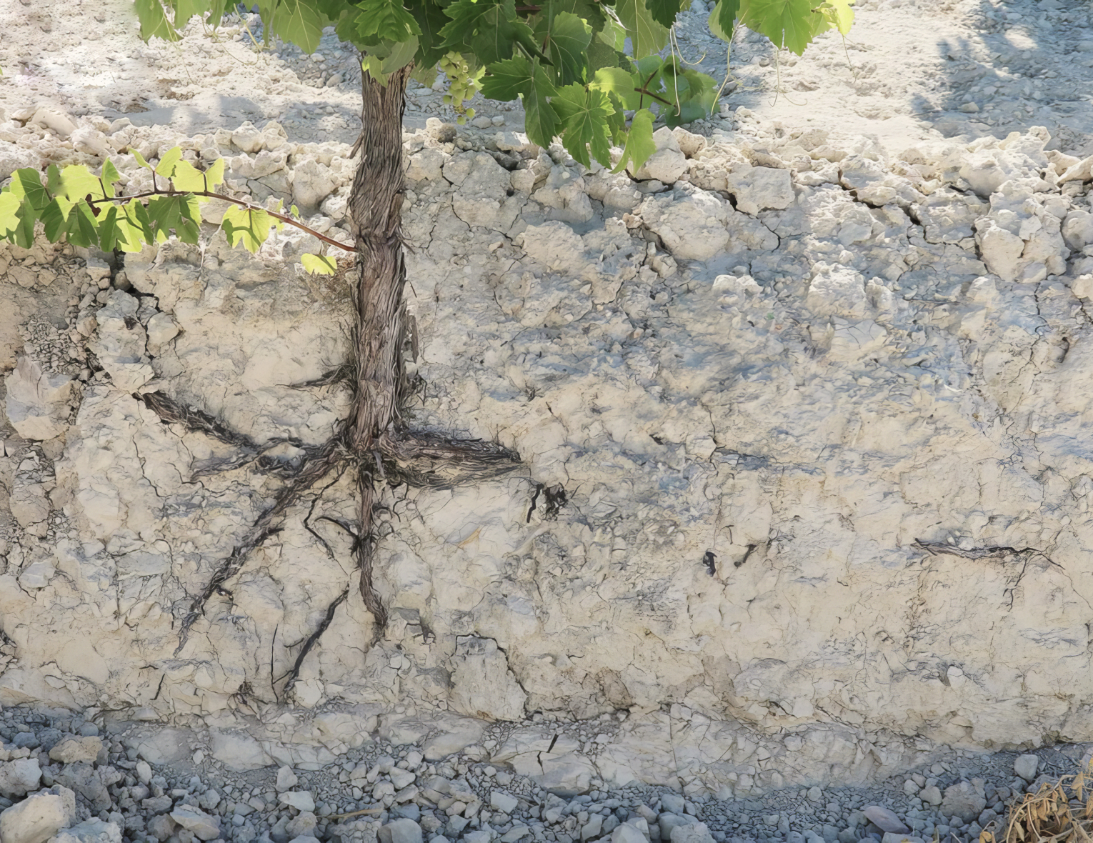 Винный клуб «Toucher au Grand Cru» | 31.07.25 | Москва