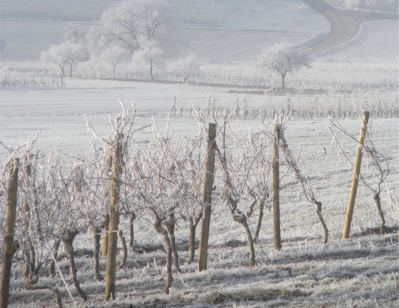 Винный клуб «Burgundy 1er CRU» | 19.02.25 | Санкт-Петербург