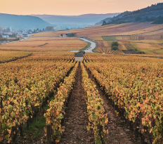 Климат в Божоле: останется ли Гаме в своём доме?