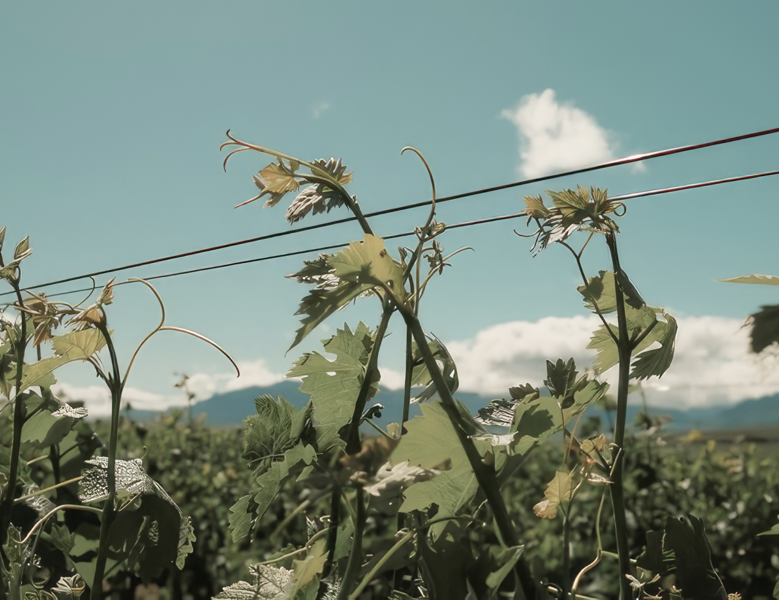 Винный клуб «Aligoté: выход из тени» | 19.06.25 | Москва