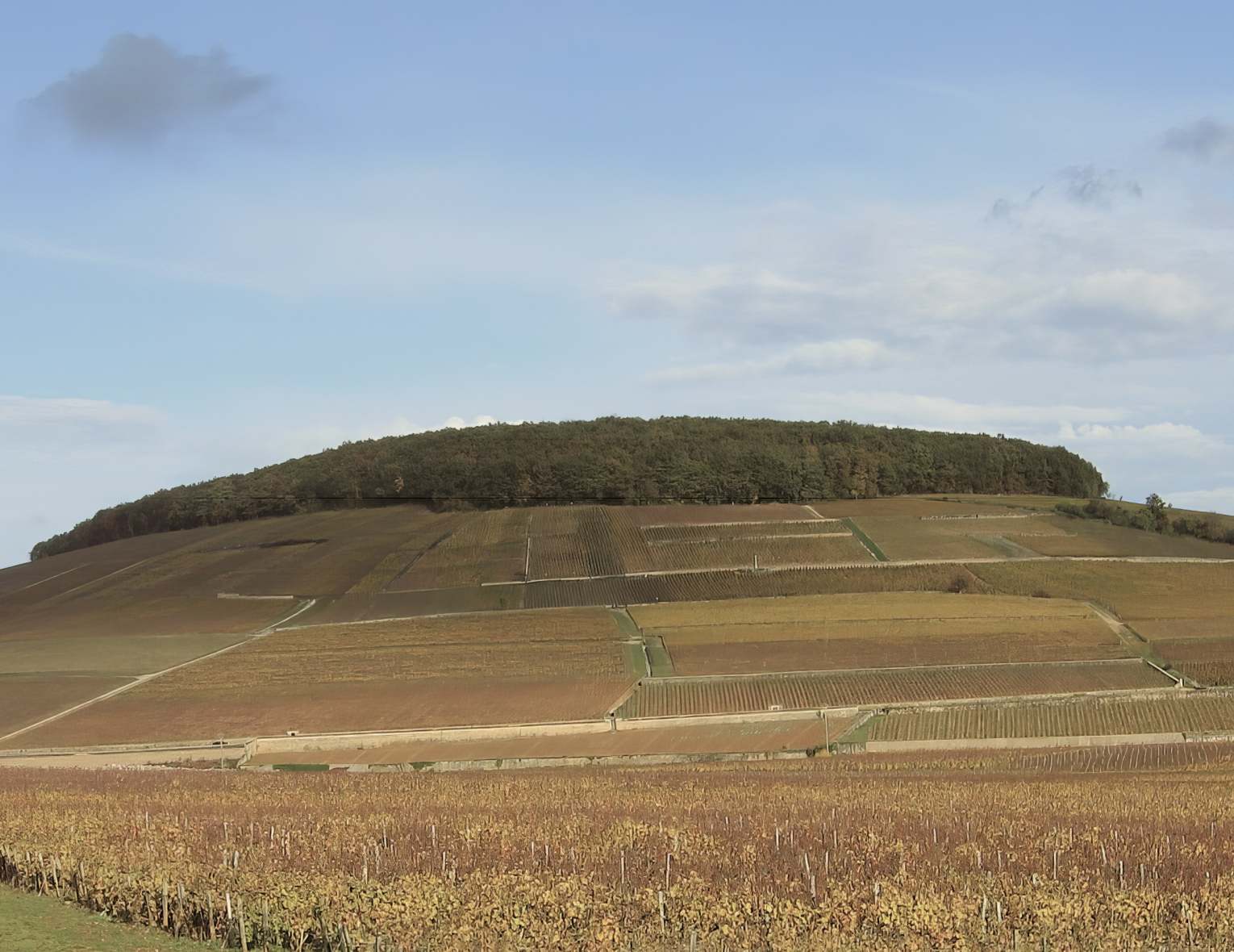 Винный клуб «Corton: холм императора» | 05.06.25 | Москва