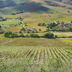Переоткрывая Божоле: терруар, классификация, характер