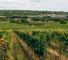 Бургундия в 2024 году: уверенность, основанная на опыте