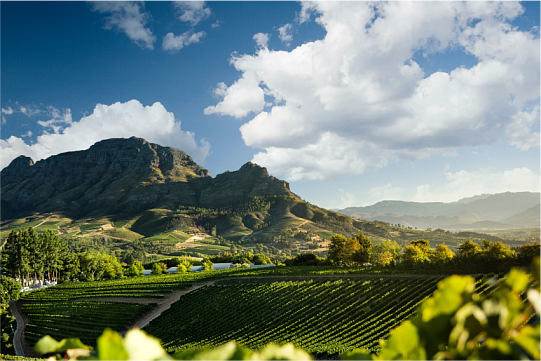 Вина Южной Африки