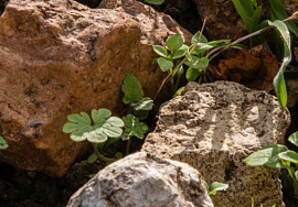 «Минеральность» в вине. Что это?
