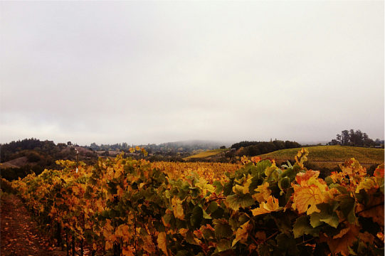 Вина От-Кот де Нюи