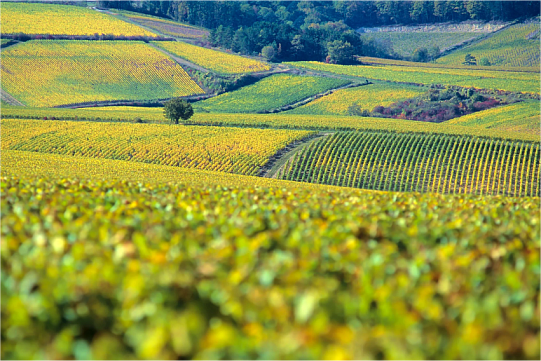 Вина Шассань-Монраше