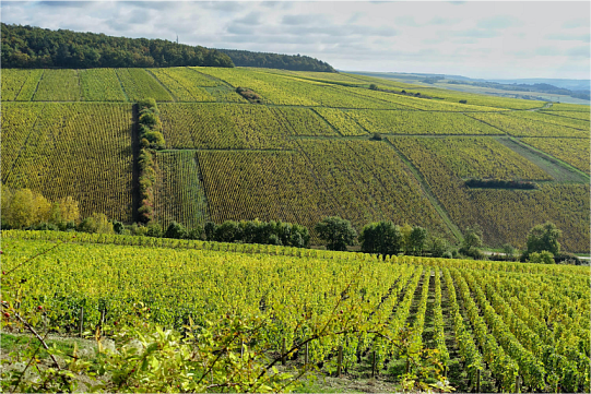 Вина Пюлиньи-Монраше