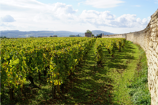 Вина Батар-Монраше