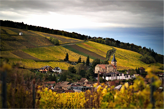 Вина Германии