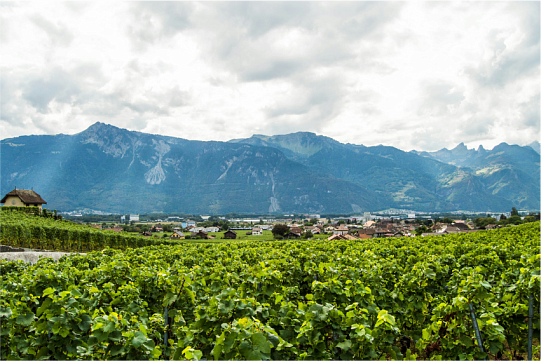 Вина Венгрии