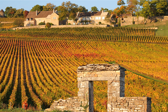 Вина Гриот-Шамбертан