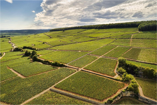 Вина Море-Сен-Дени