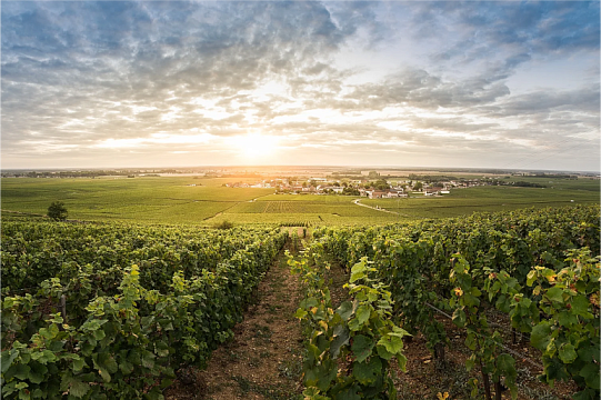 Вина Вон-Романе