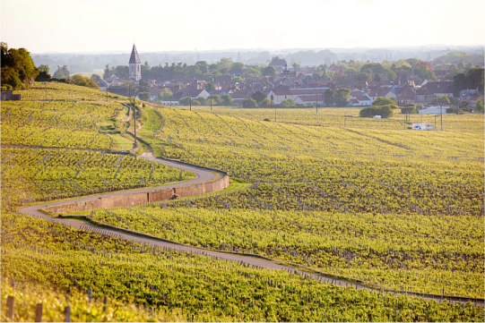 Вина Нюи-Сен-Жорж