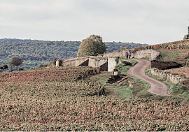 История Бургундии: корни, уходящие в землю и время