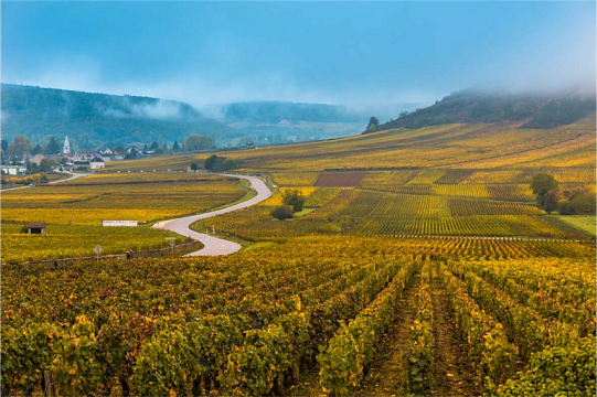 Все вина Бургундии