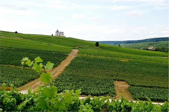 Вина Франции