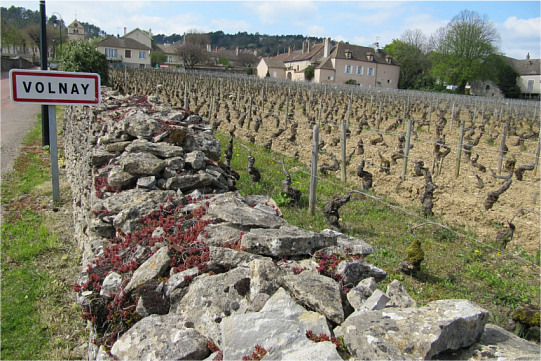 Вина Вольне